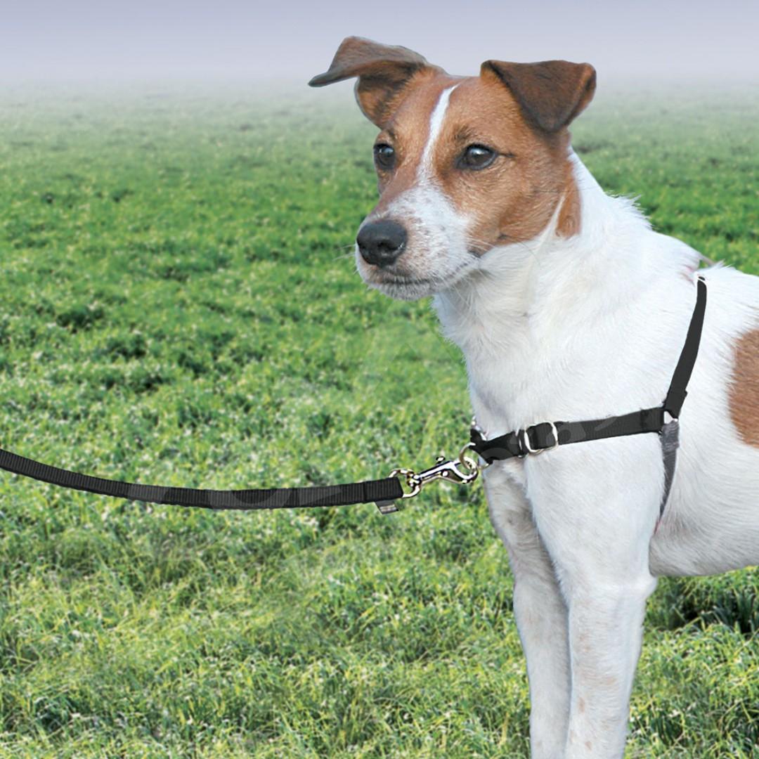 PetSafe Negro Control medianos y Grandes Easy Walk Headcollar pequeño para Perros pequeños sin Tirar Entrenamiento